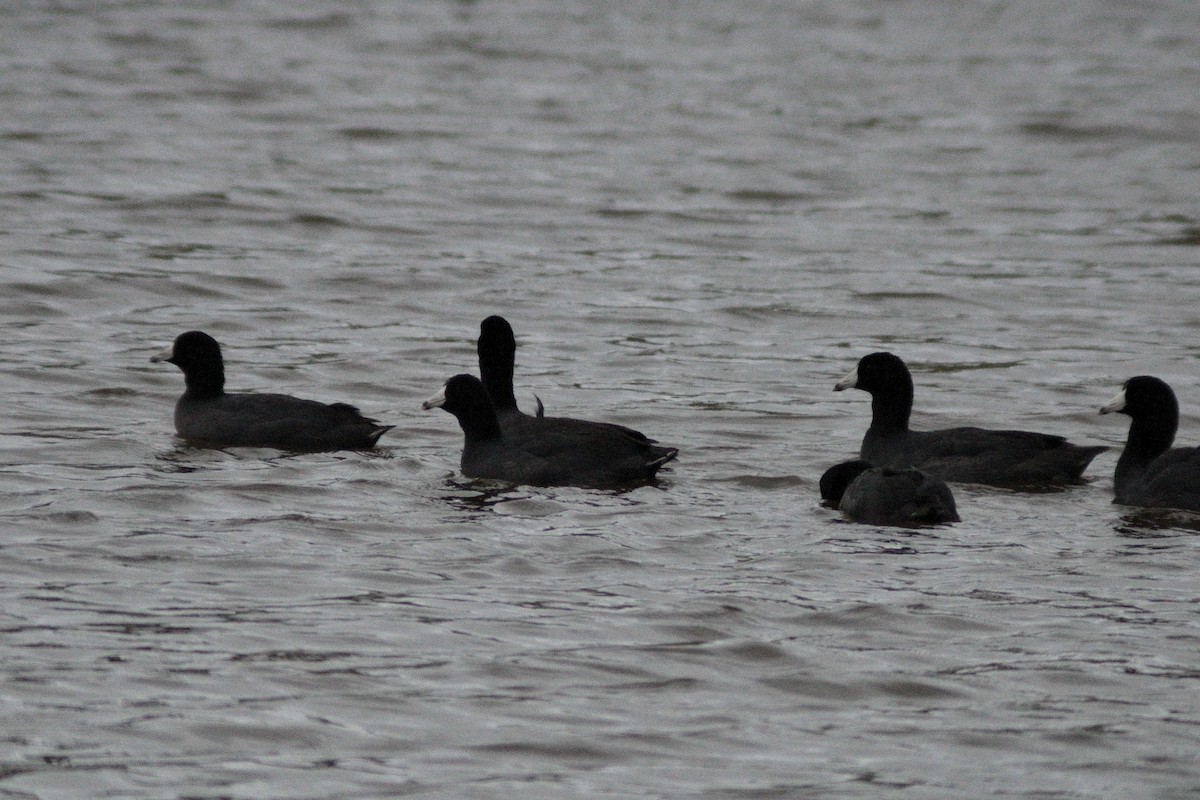 American Coot - ML420206941