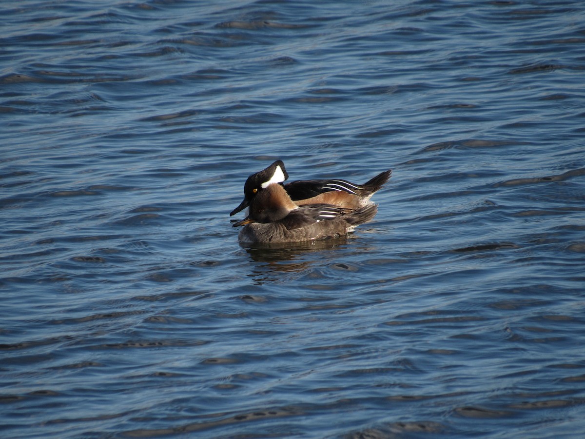 Hooded Merganser - ML420207361
