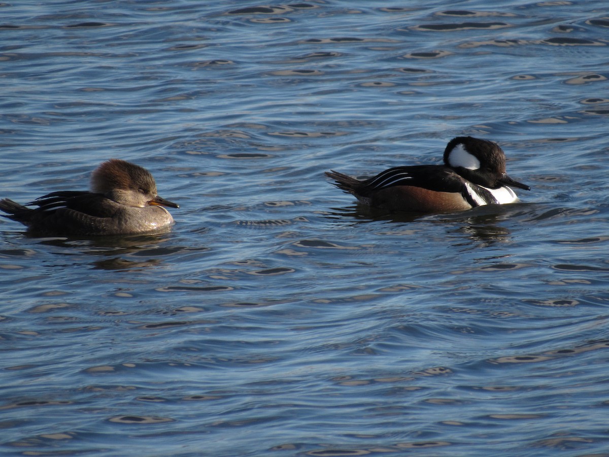 Hooded Merganser - ML420207371