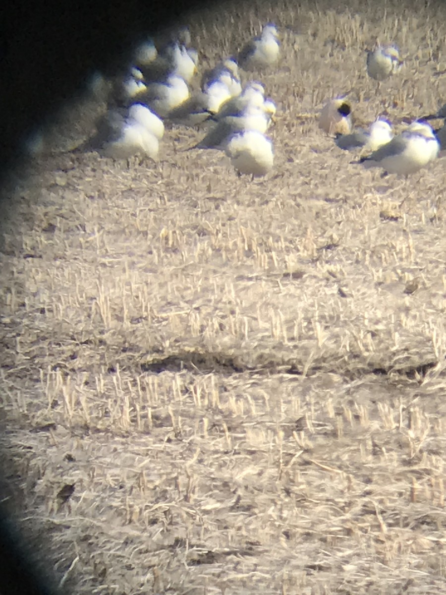 Franklin's Gull - ML420208131