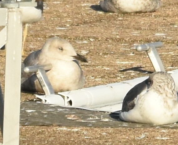 Glaucous-winged Gull - ML420208571