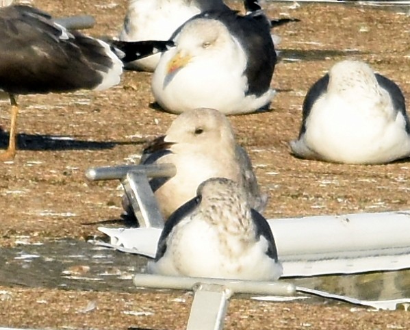 Gaviota de Bering - ML420208581