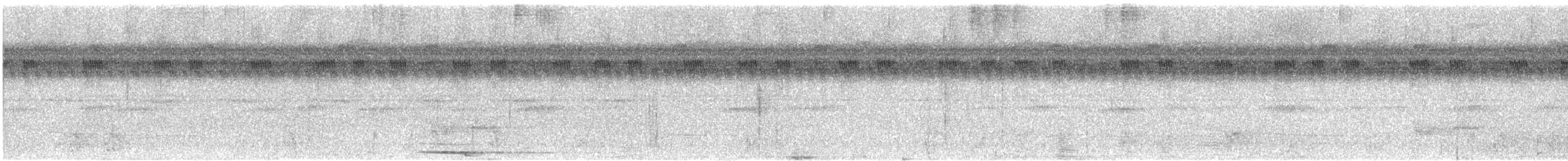 Zigzag Heron - ML420210581