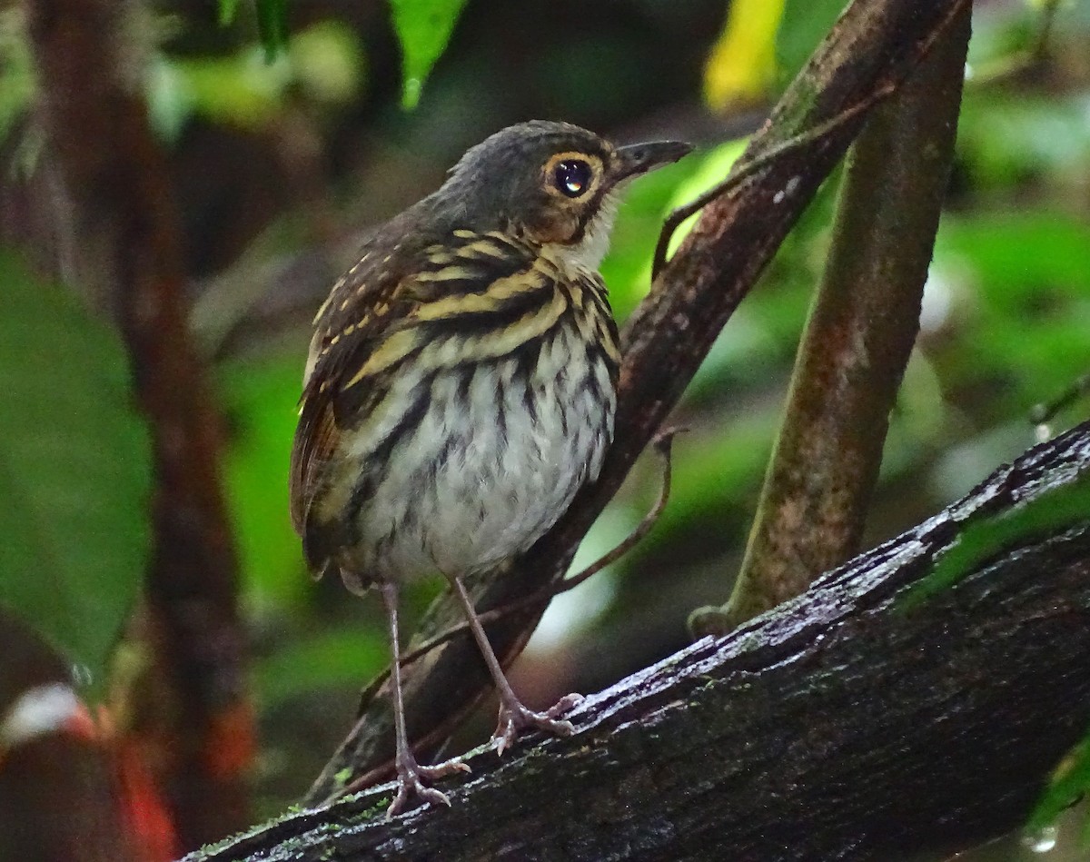 Streak-chested Antpitta - ML42021061