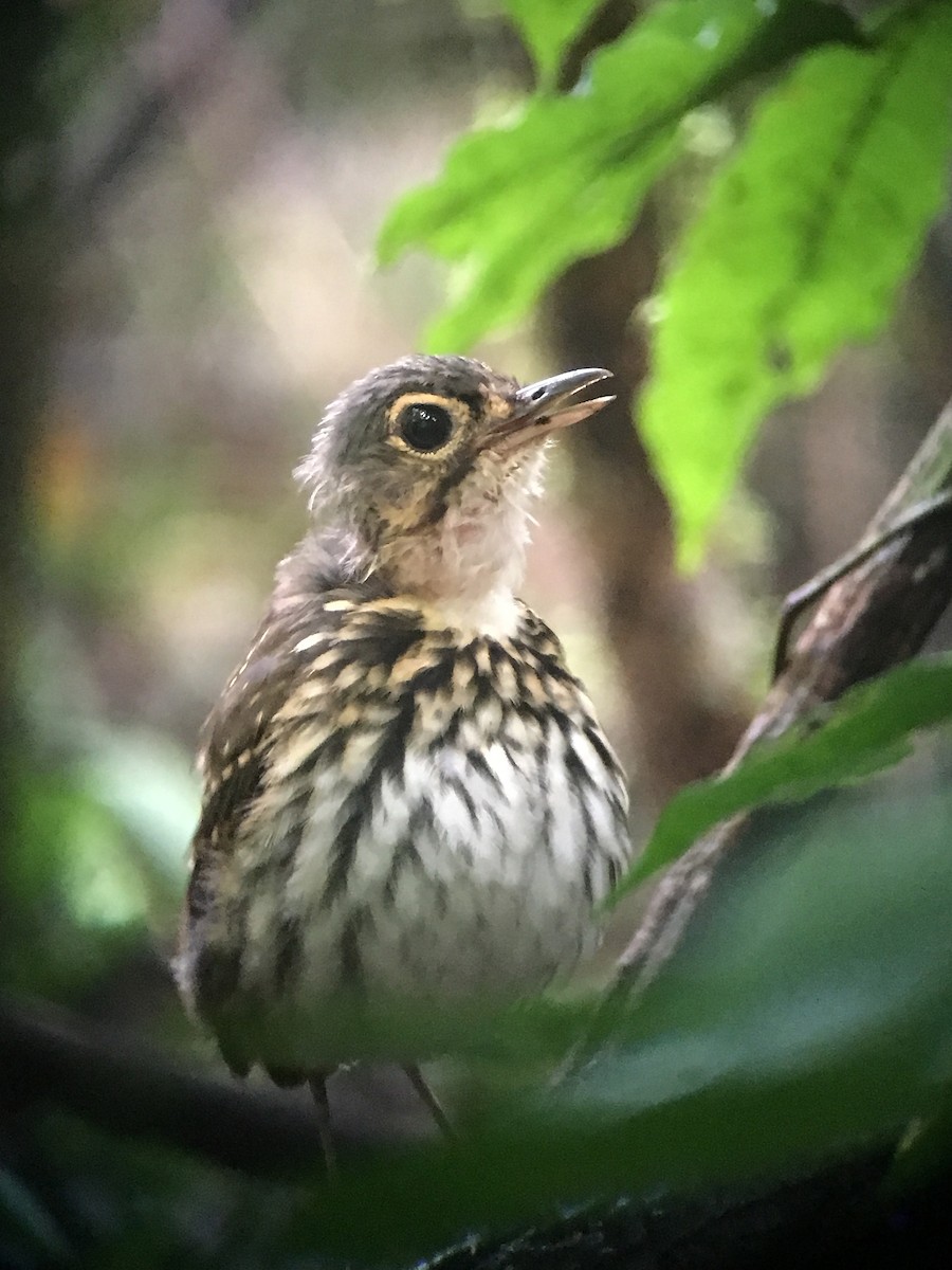 Streak-chested Antpitta - ML42021141