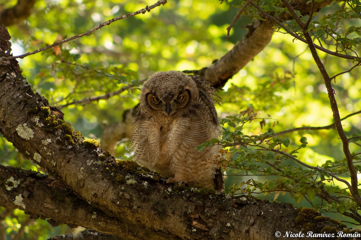 Lesser Horned Owl - ML420211961