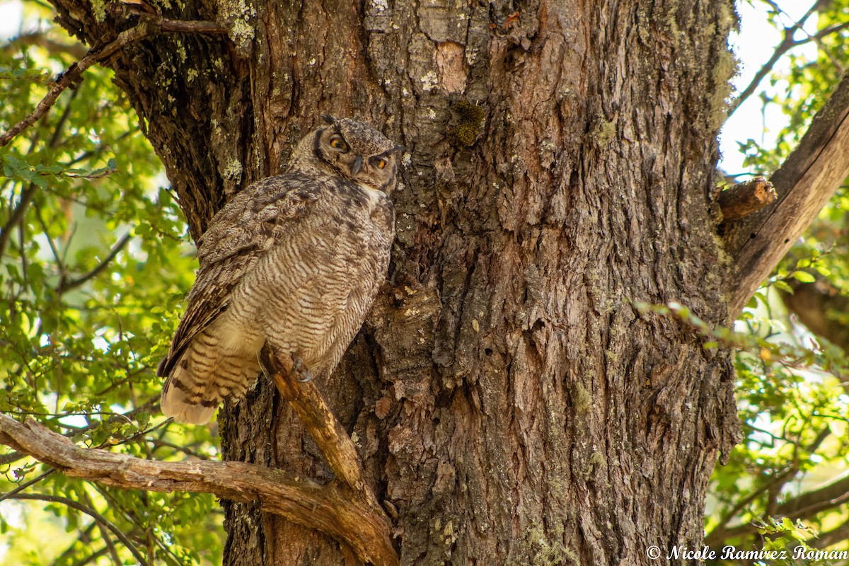 Lesser Horned Owl - ML420211971