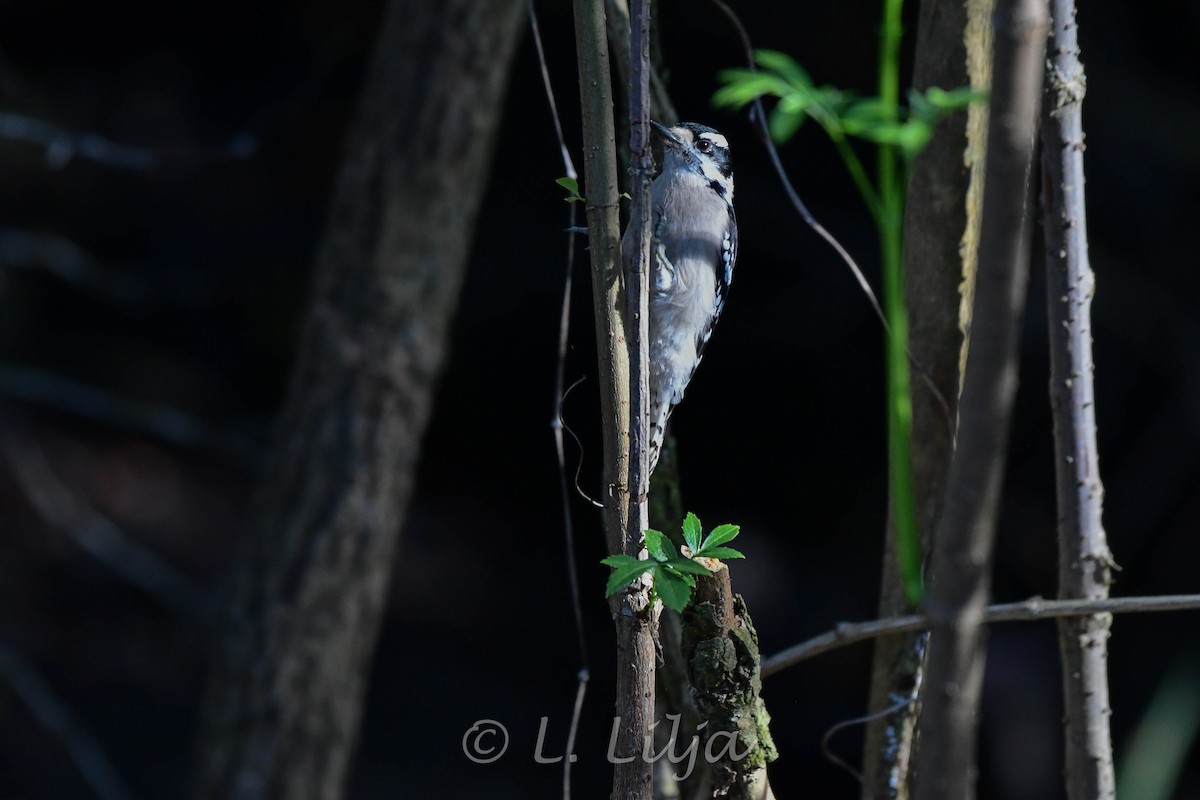 Downy Woodpecker - ML420212161