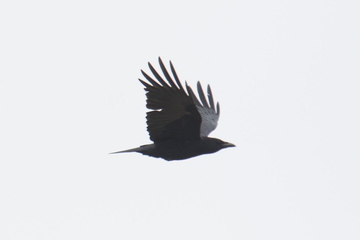 Carrion Crow - Eduardo  Flor