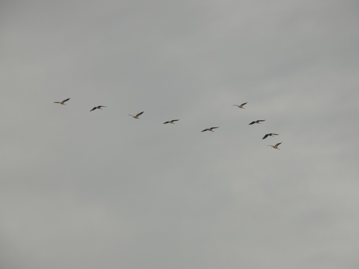 Sandhill Crane - ML420212541