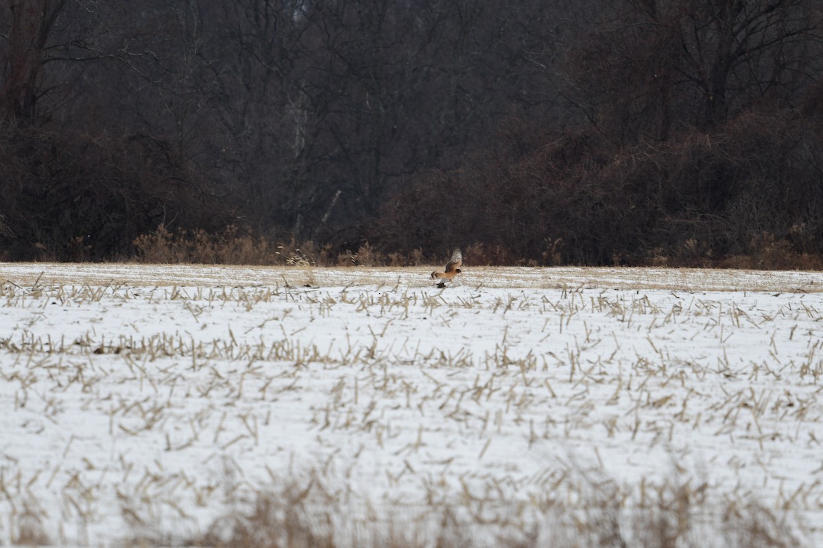 Northern Harrier - Paul Herwood