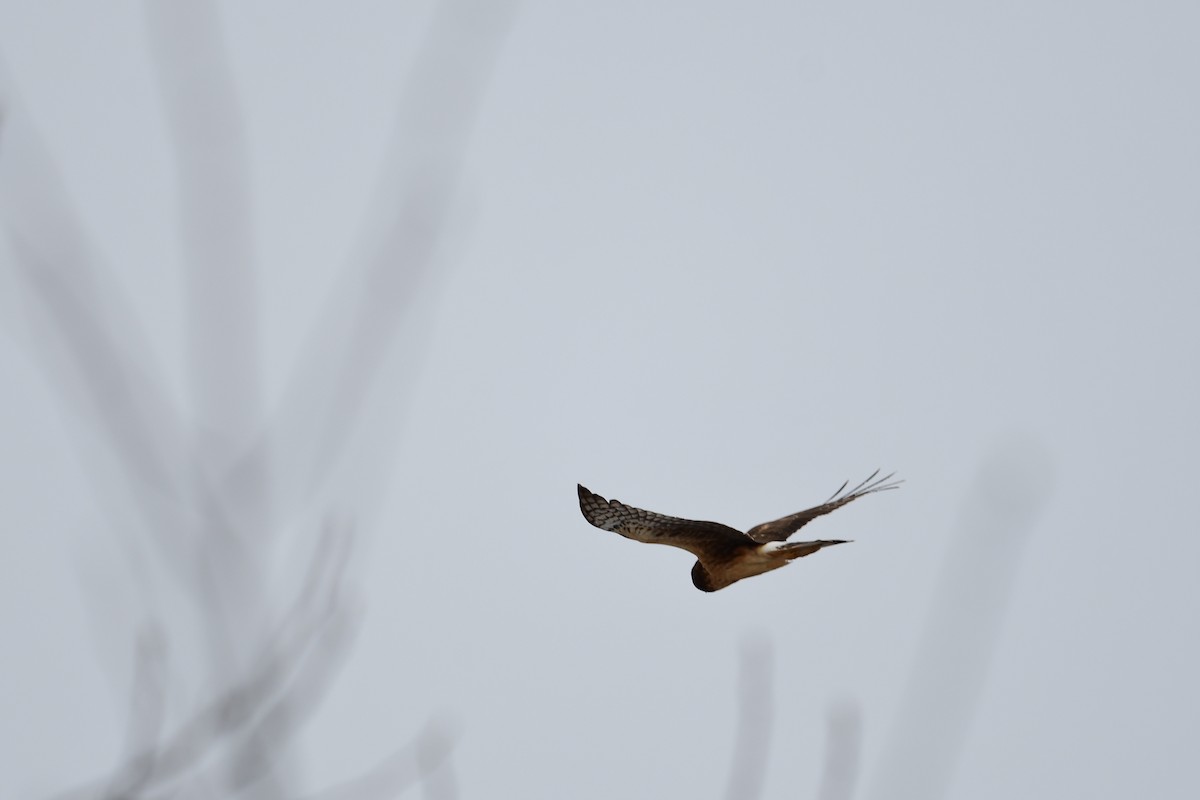 Northern Harrier - Paul Herwood