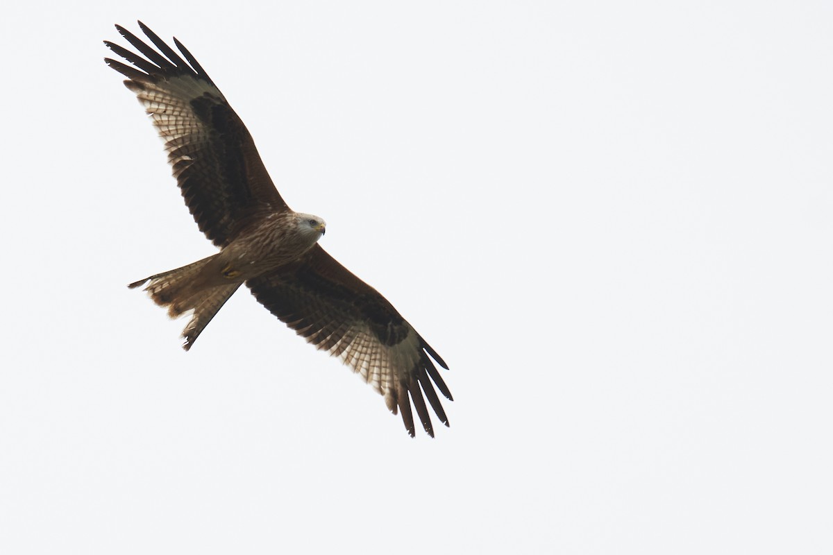 Red Kite - ML420213961