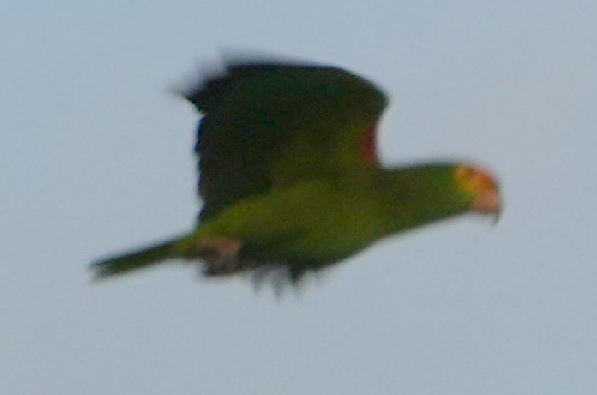 Yellow-crowned Parrot - E Jones
