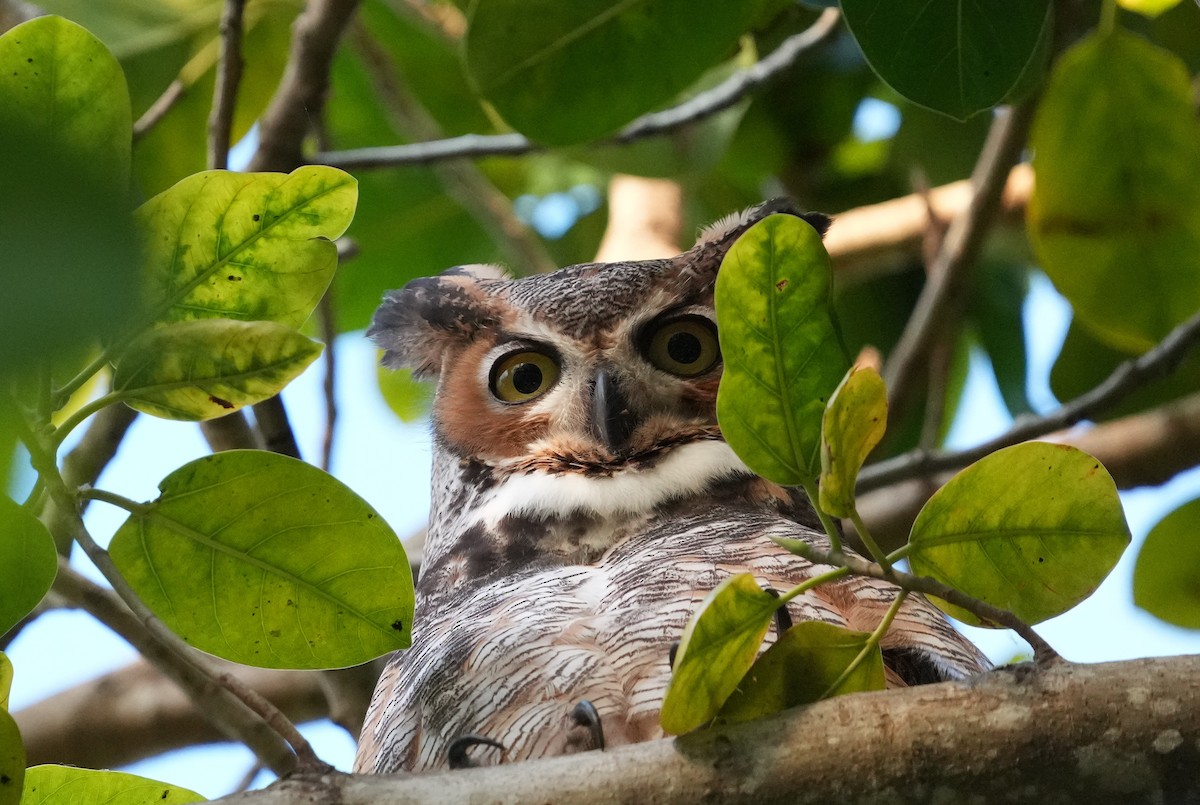 Great Horned Owl - E Jones