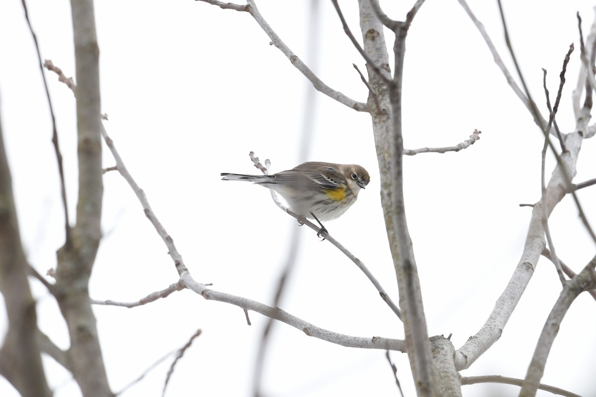 lesňáček žlutoskvrnný (ssp. coronata) - ML420214891