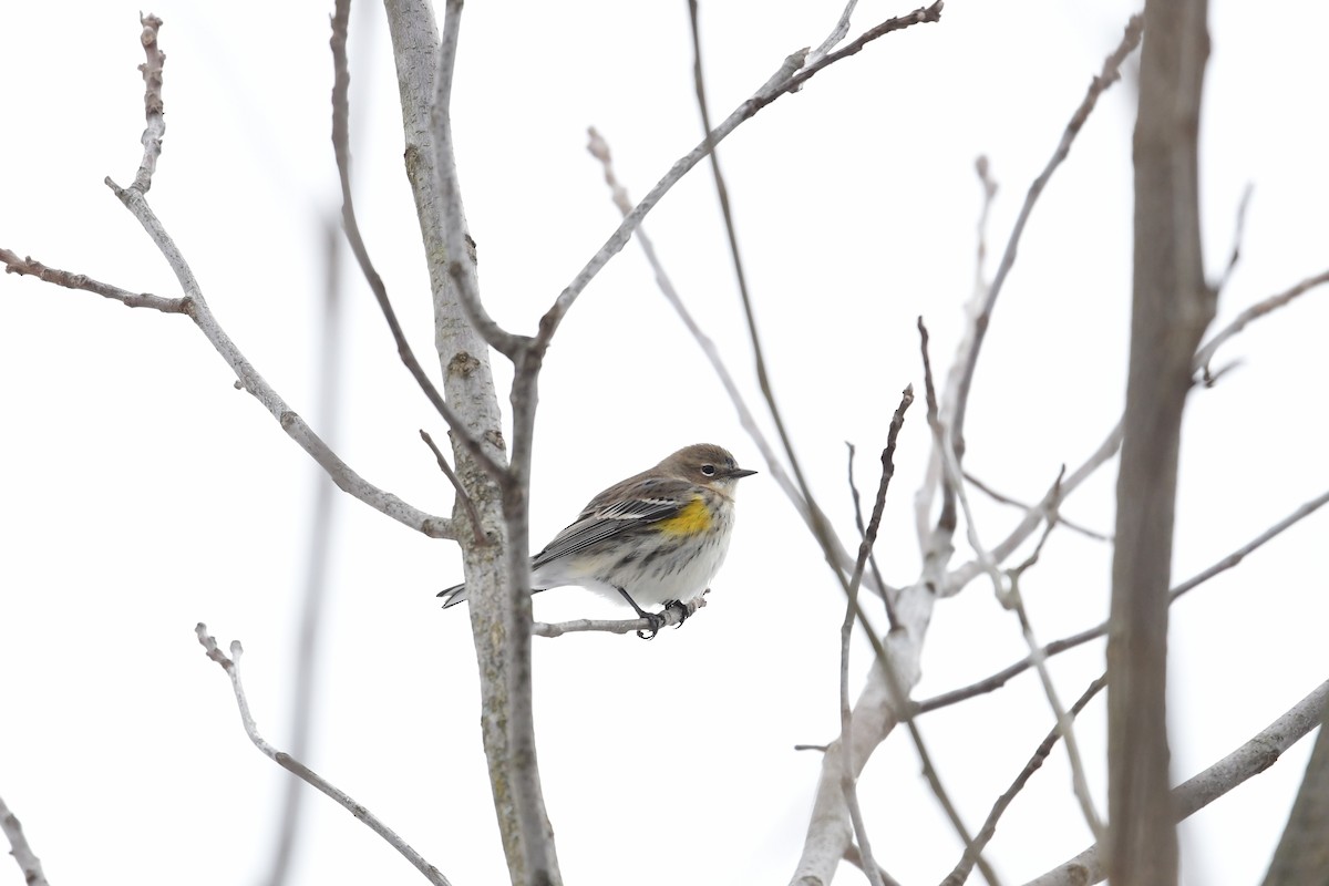 Yellow-rumped Warbler (Myrtle) - Paul Herwood
