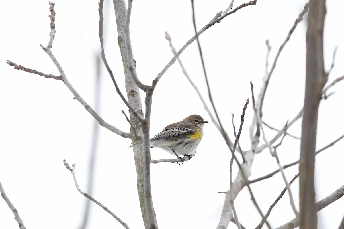 lesňáček žlutoskvrnný (ssp. coronata) - ML420215451