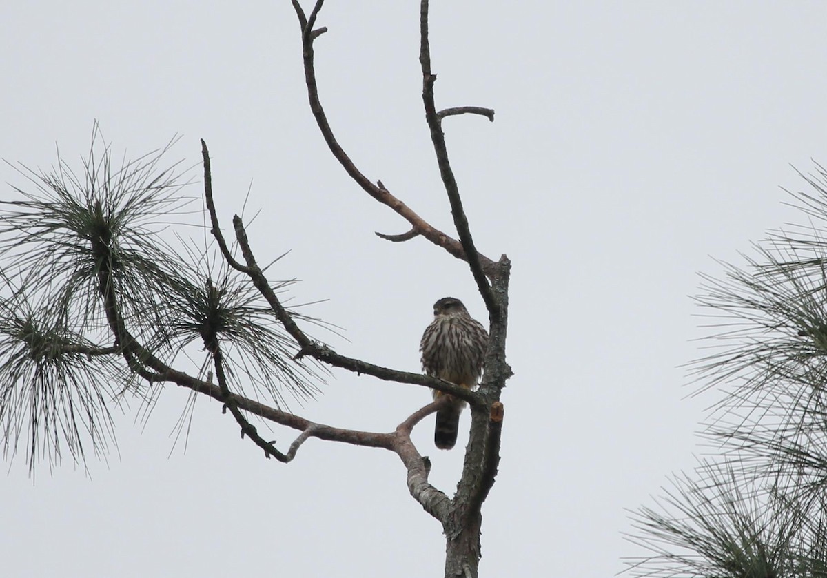 Merlin - ML420216431