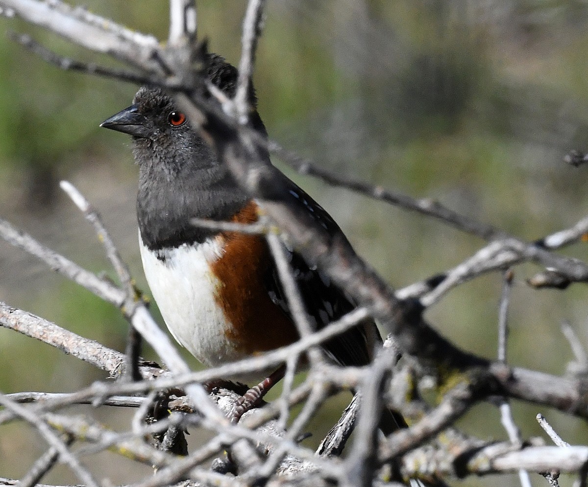 Spotted Towhee - ML420216841