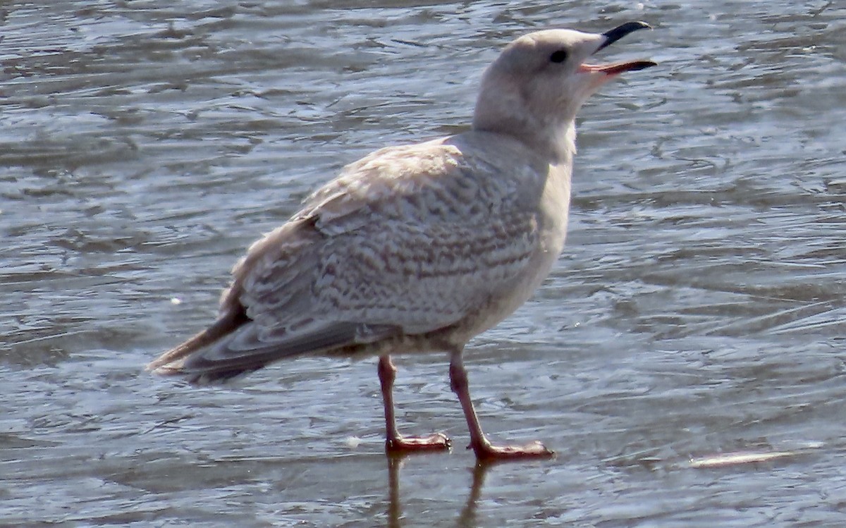 Iceland Gull (Thayer's) - ML420220081