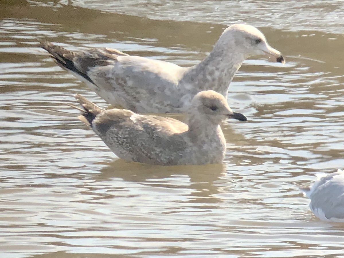 Iceland Gull (Thayer's) - ML420220101