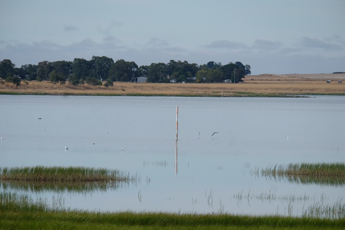 White-faced Heron - ML420220971