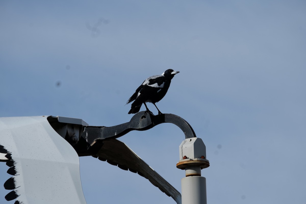 Australian Magpie - ML420221041