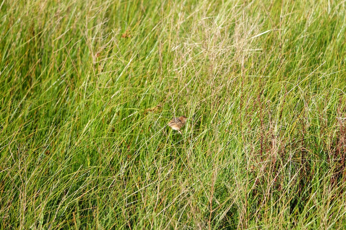 Golden-headed Cisticola - ML420221241