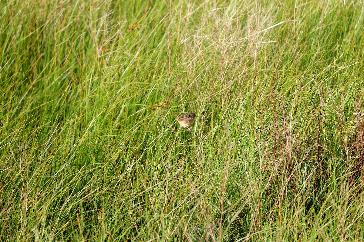 Golden-headed Cisticola - ML420221261