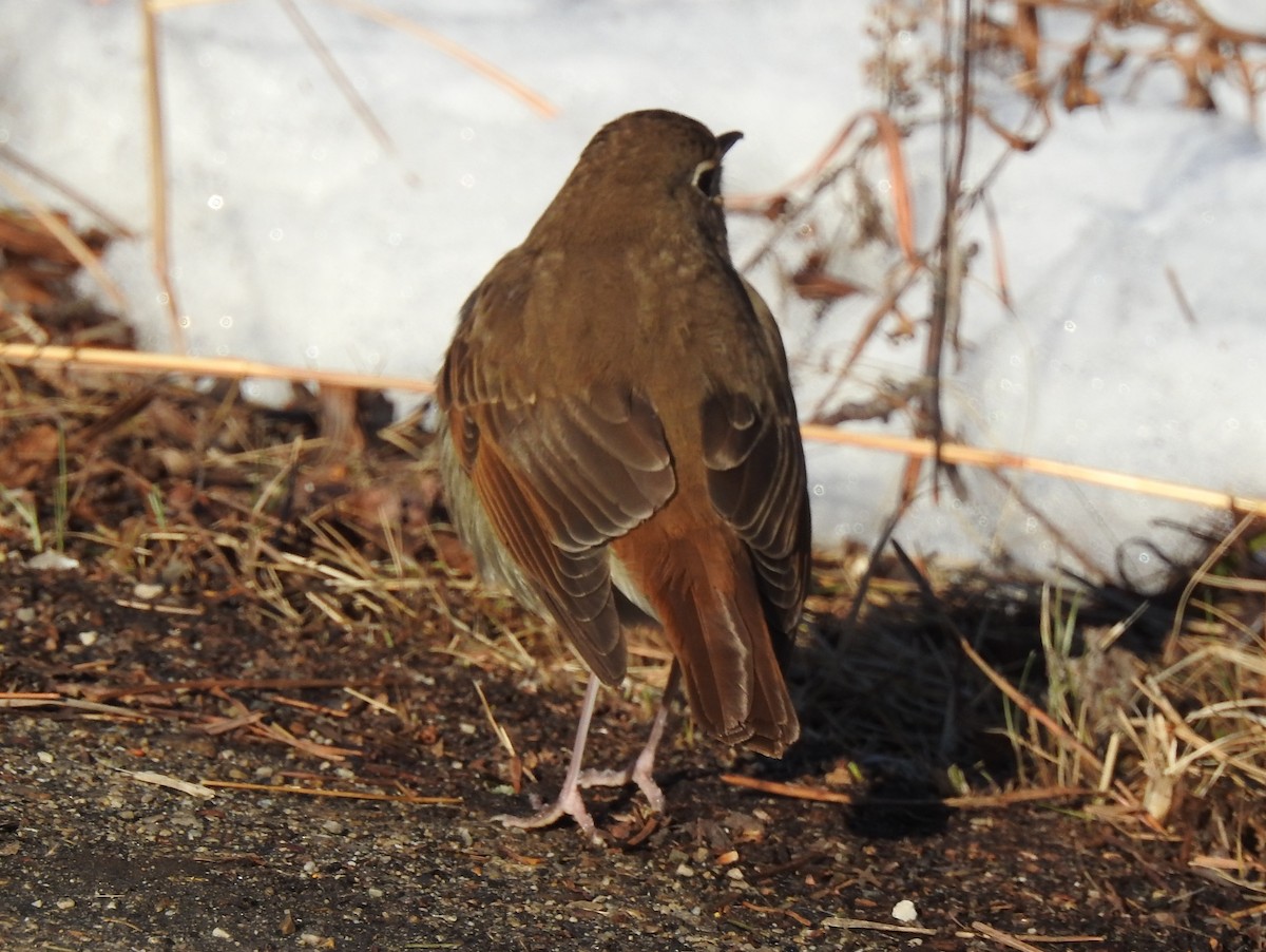 Hermit Thrush - ML420223891