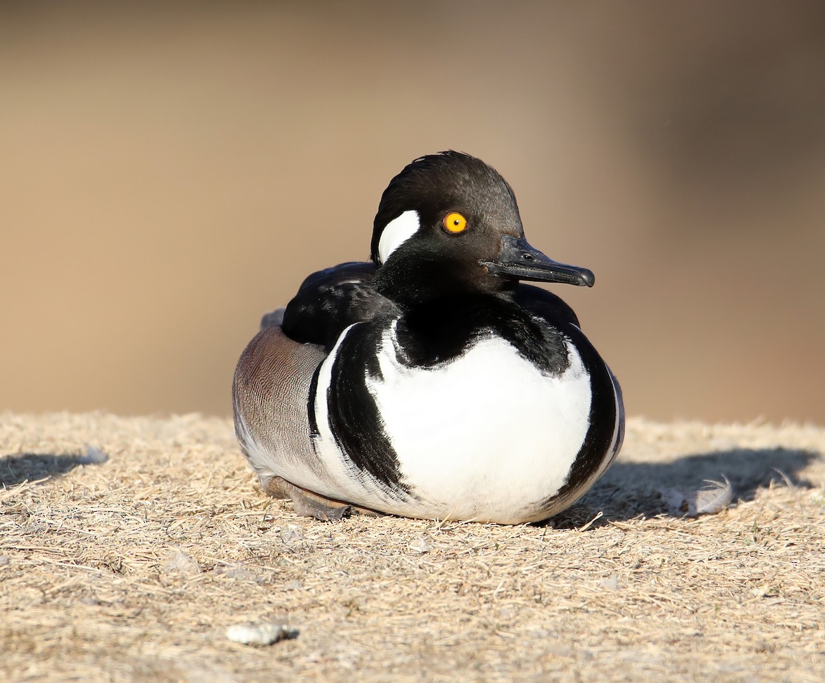 Hooded Merganser - ML420225251