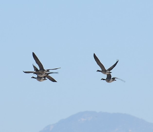 Canada Goose - Kathy Morales Eric Julson