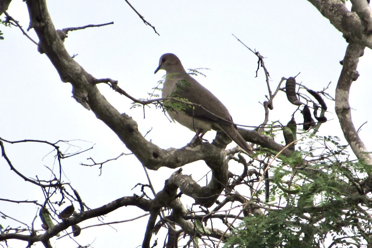 White-tipped Dove - ML420227911