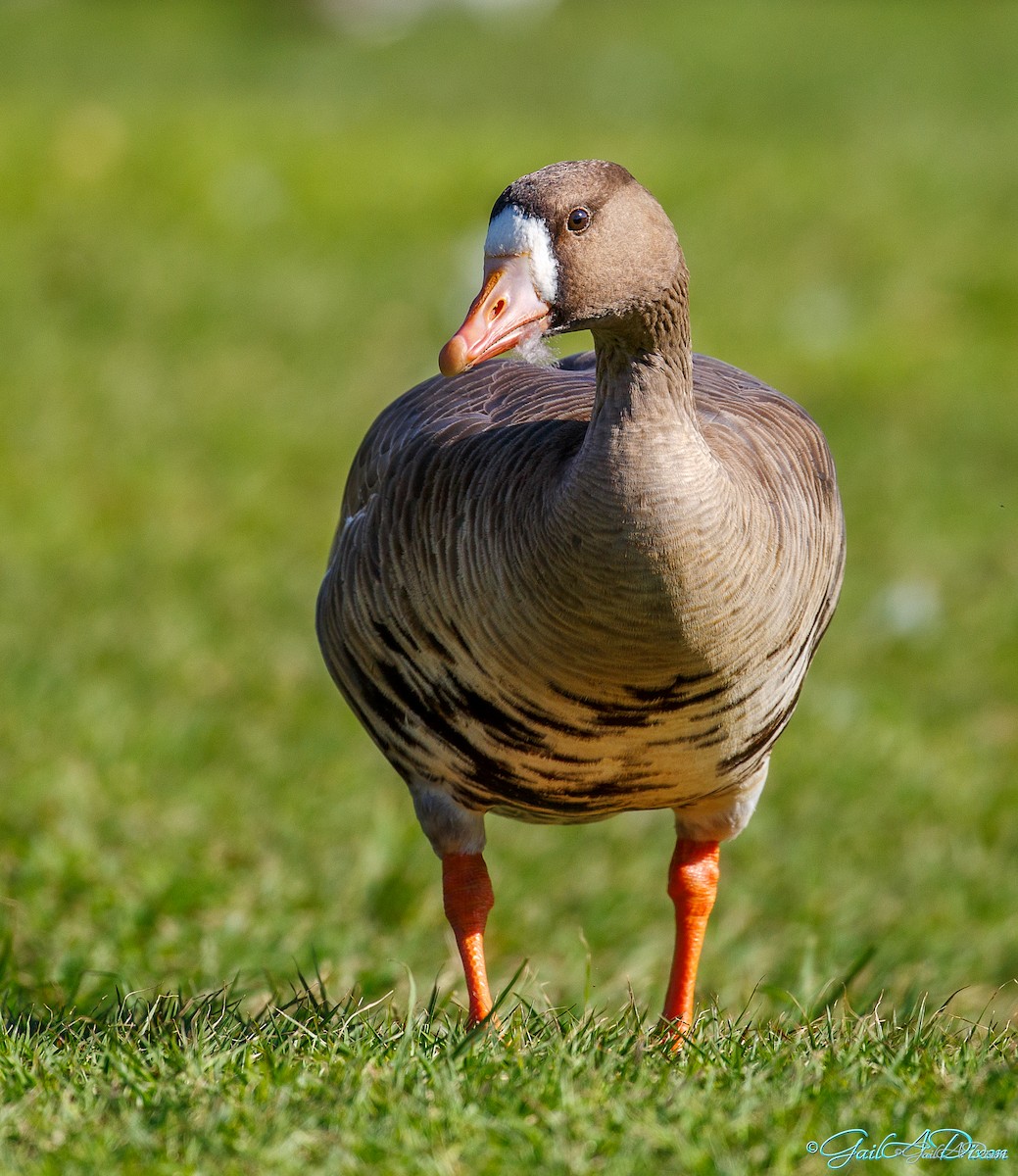 Greater White-fronted Goose - ML420228161
