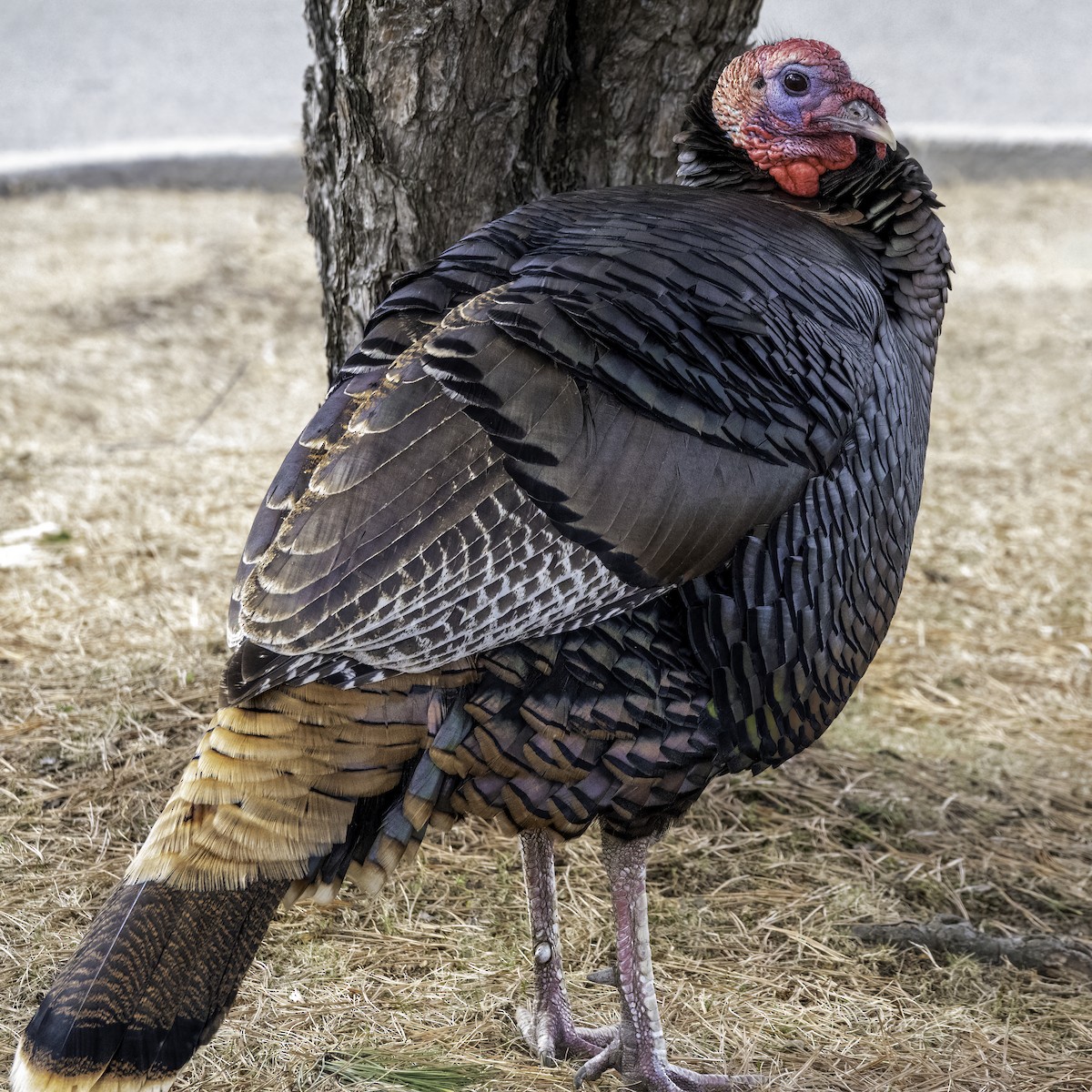 Wild Turkey - ML420229451