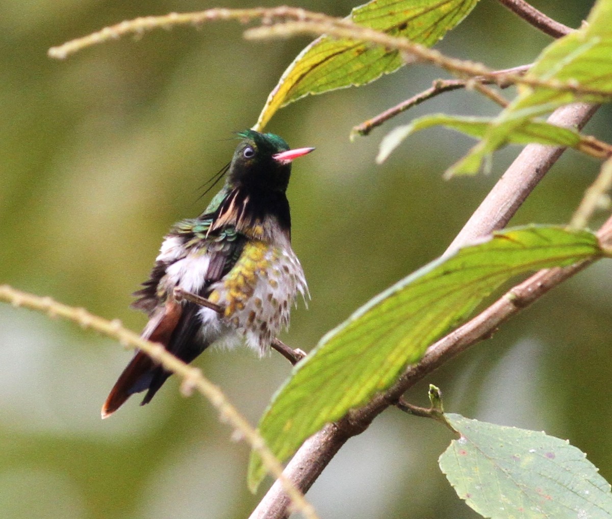 Black-crested Coquette - ML42022991