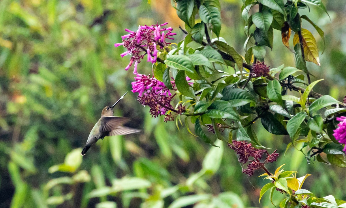 Green-fronted Lancebill - ML420230081