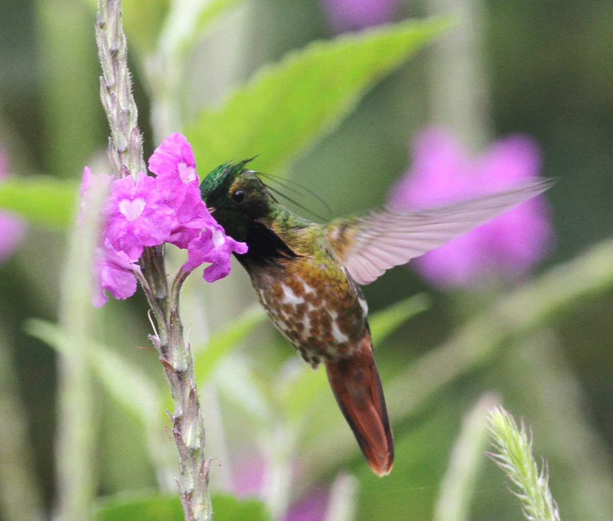 Black-crested Coquette - ML42023041