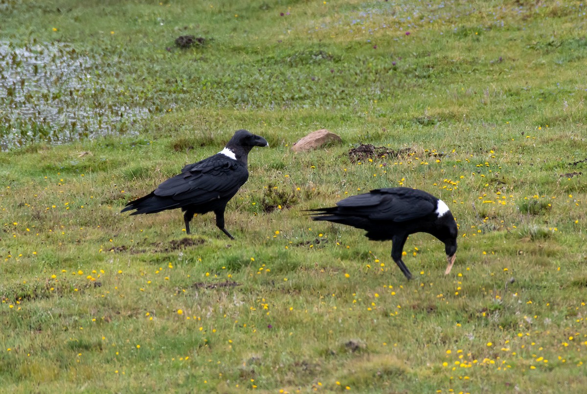 White-necked Raven - ML420231301