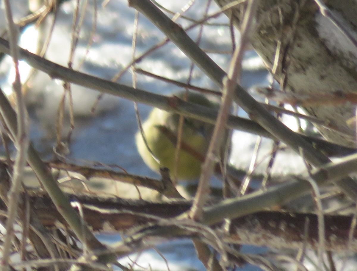 Orange-crowned Warbler - David Peterson