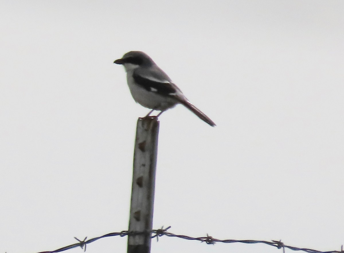 Loggerhead Shrike - ML420231521