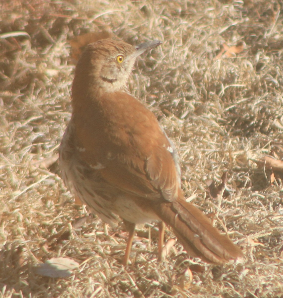 Brown Thrasher - ML420233581