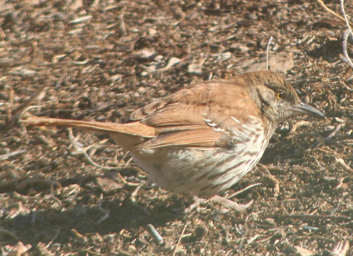 Brown Thrasher - ML420233591