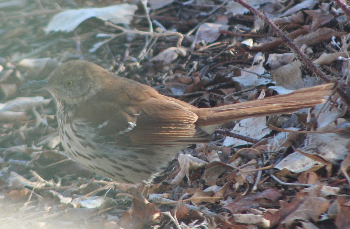 Brown Thrasher - ML420233601