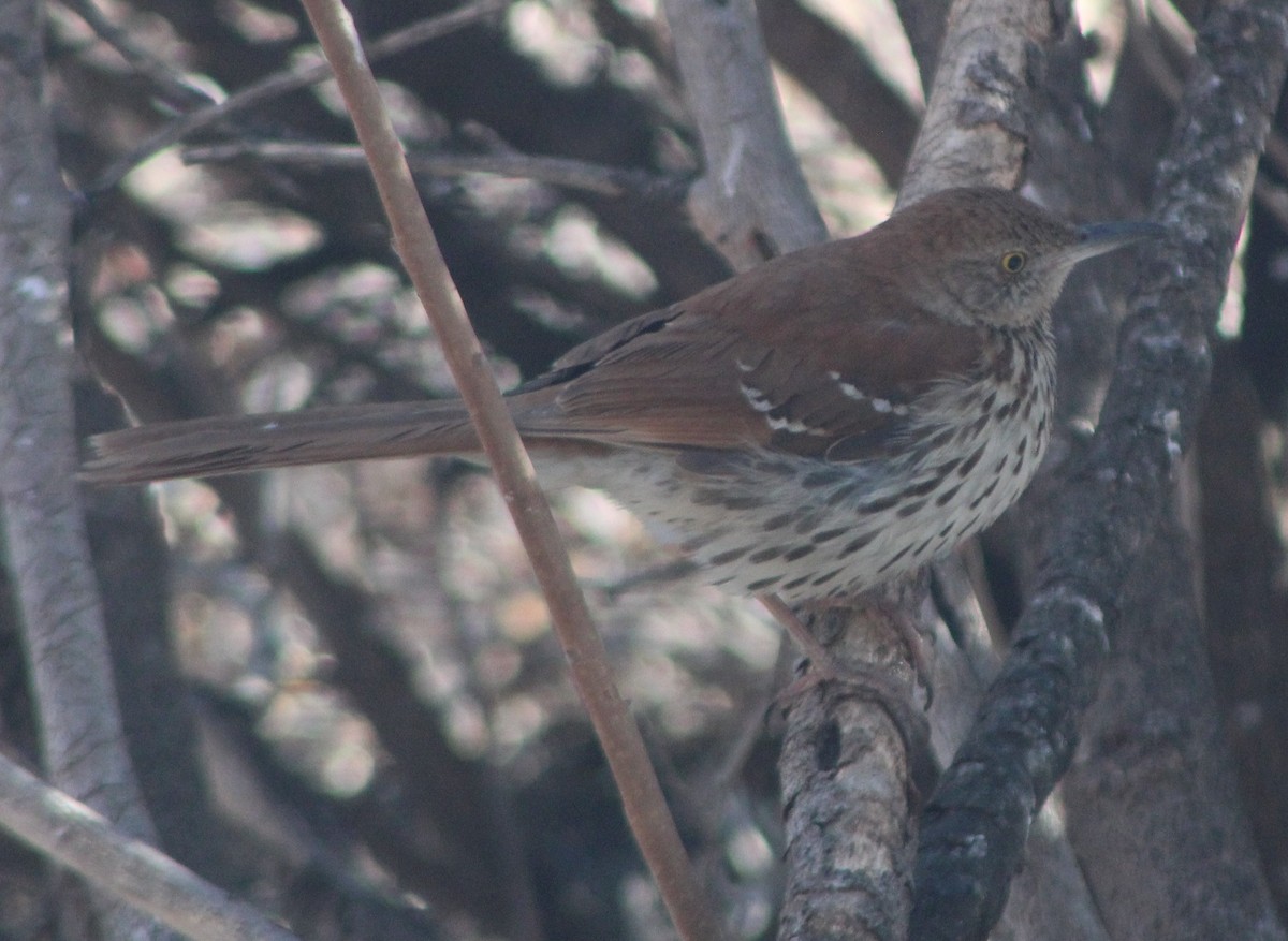 Brown Thrasher - ML420233611