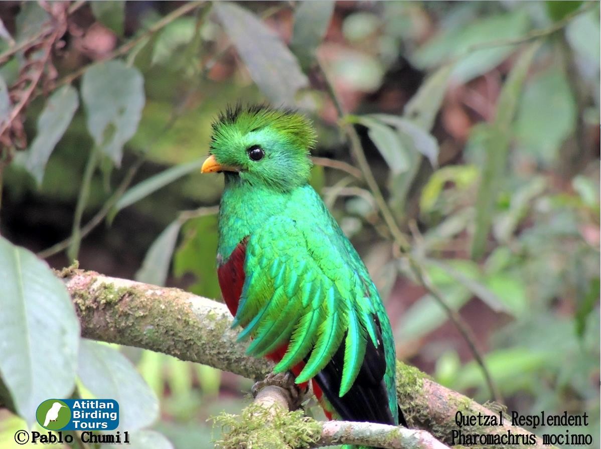 Resplendent Quetzal - ML42023501