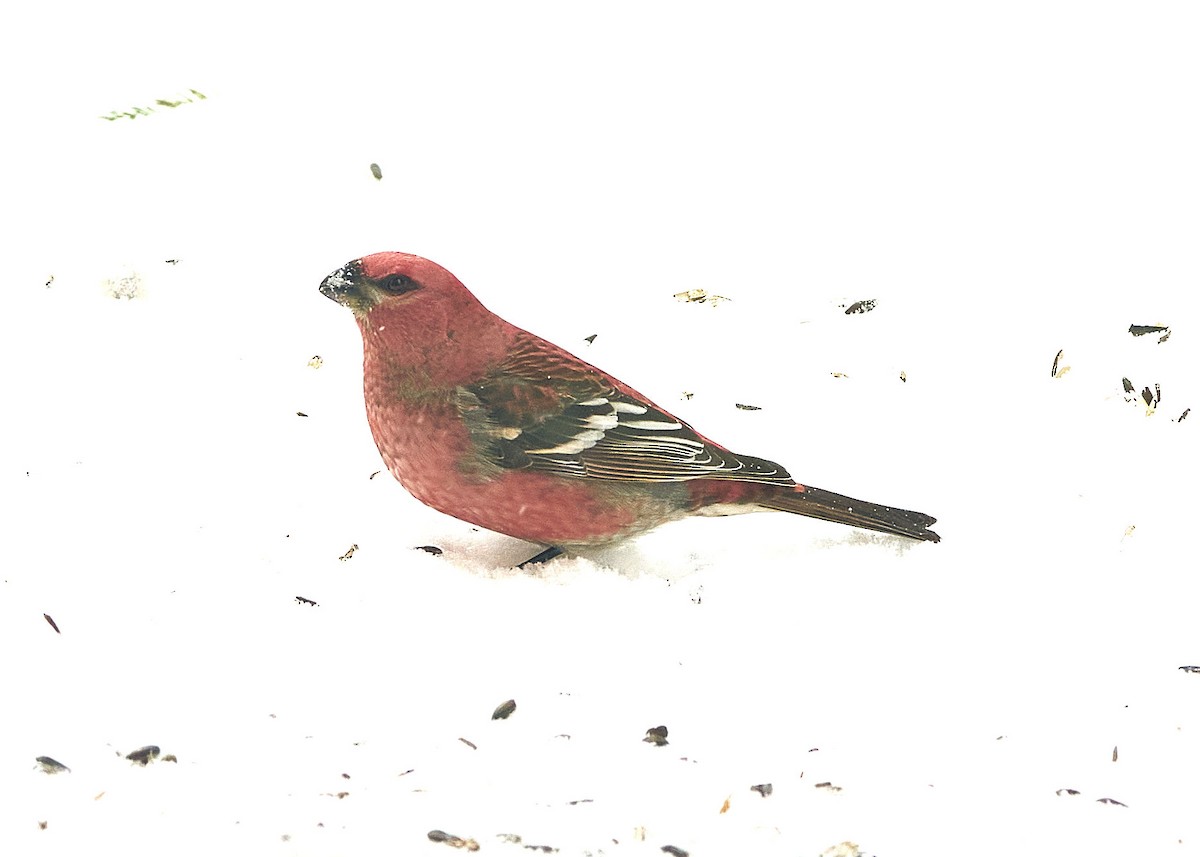 Pine Grosbeak - ML420235361