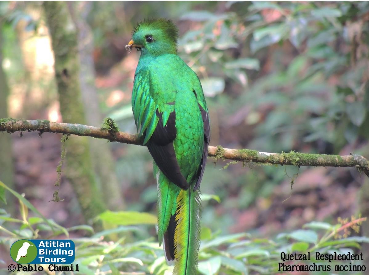 Resplendent Quetzal - ML42023601