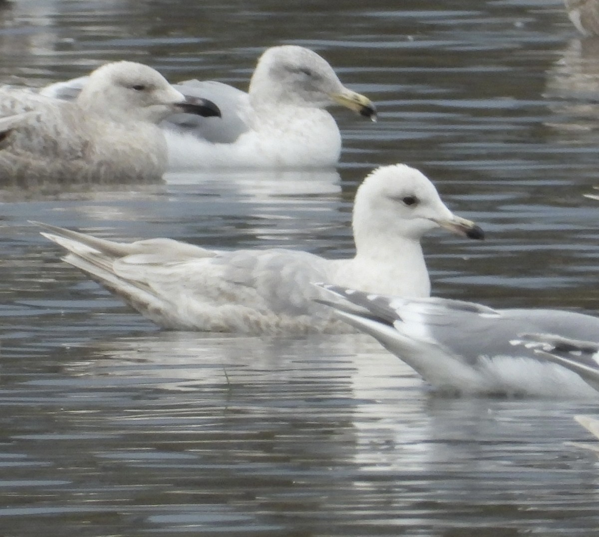 Polarmöwe (thayeri/kumlieni) - ML420236211